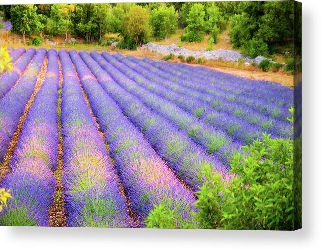 Scenics Acrylic Print featuring the photograph Lavander Field by Mmac72