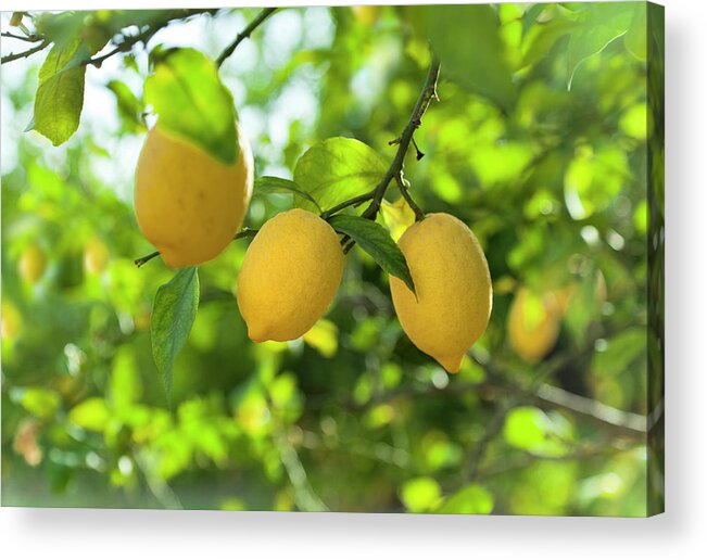 Vitamin C Acrylic Print featuring the photograph Lemon Fruits In Orchard by Brzozowska