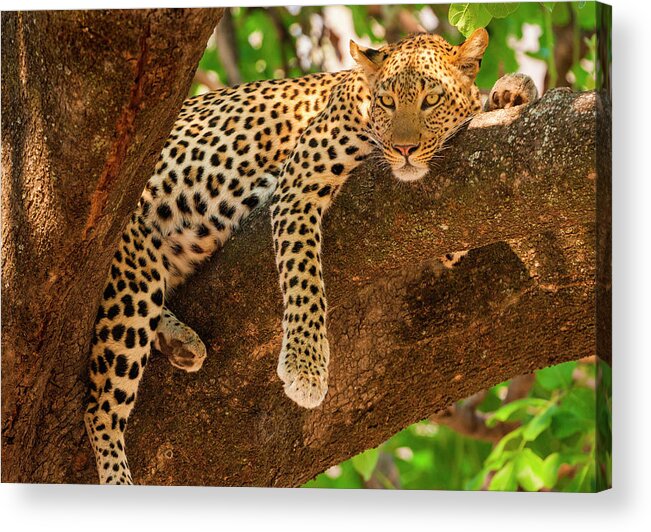 Botswana Acrylic Print featuring the photograph Leopard, Panthera Pardus, Okavango by Mint Images/ Art Wolfe