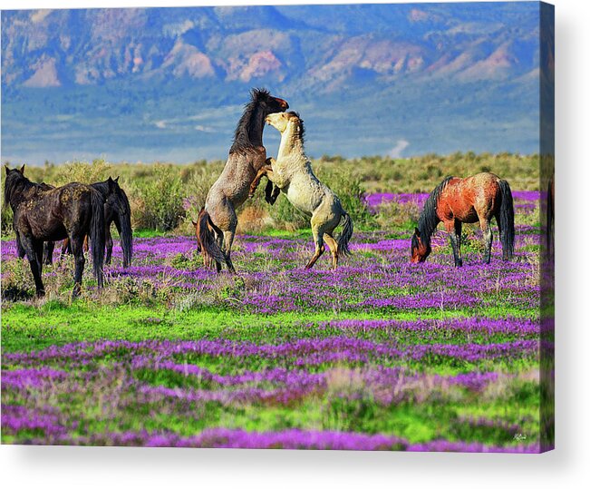 Horses Acrylic Print featuring the photograph Let's Dance by Greg Norrell