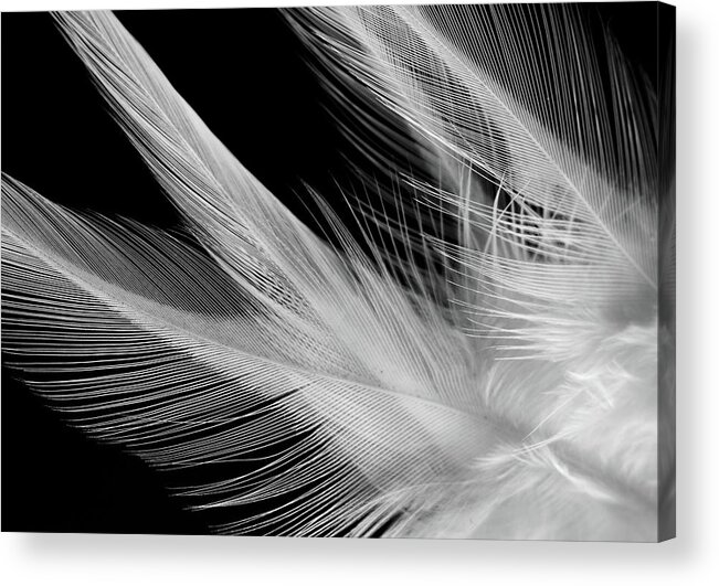 Feathers Acrylic Print featuring the photograph Lightness by Silvia Marcoschamer