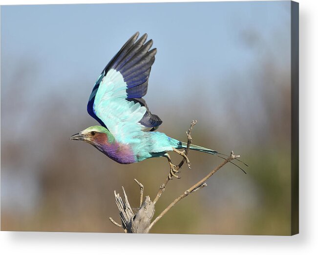Roller Acrylic Print featuring the photograph Lilac-Breasted Roller on Takeoff by Ben Foster