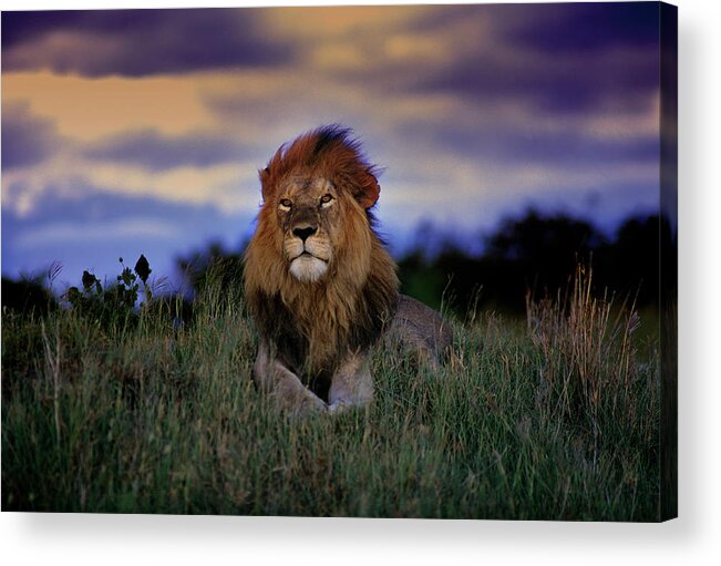 Kenya Acrylic Print featuring the photograph Lion In Masa Mara Kenya by Luis Davilla