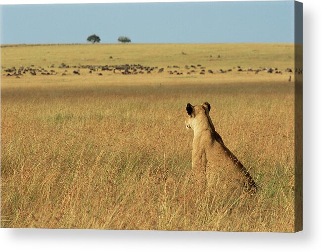 Long Acrylic Print featuring the photograph Lioness Panthera Leo Sitting In Long by James Warwick