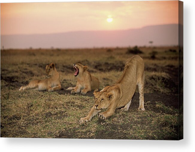 Kenya Acrylic Print featuring the photograph Lioness Panthera Leo Stretching Beside by James Warwick