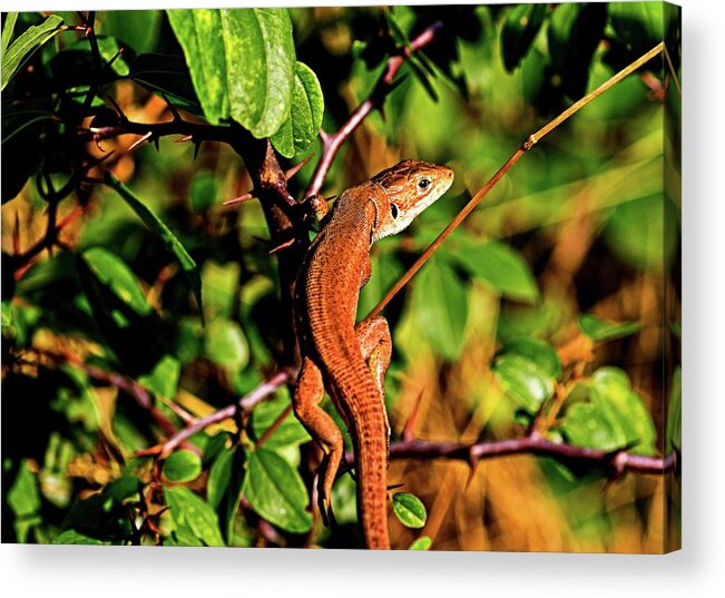 Lizard Acrylic Print featuring the photograph Lizard in the forest by Martin Smith