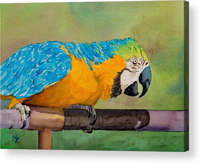 Bird Acrylic Print featuring the painting Macaw in Orange and Blue by Margaret Zabor