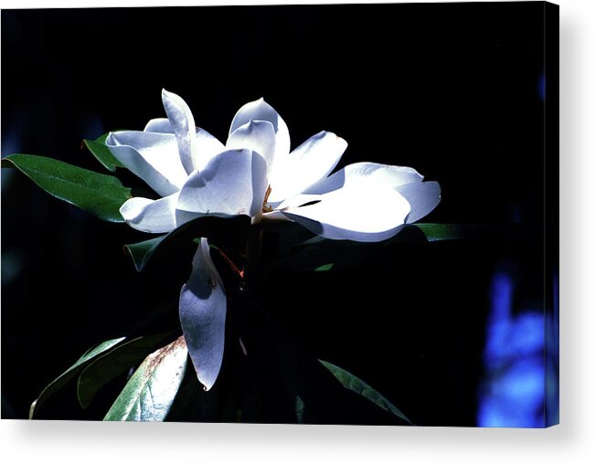 Flower Acrylic Print featuring the digital art Magnolia Blossom by Linda Cox