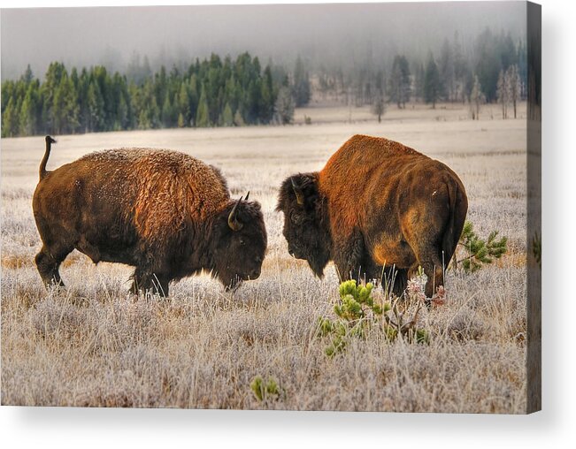 Male Animal Acrylic Print featuring the photograph Male Buffalobison Squaring Off by Larry Gerbrandt