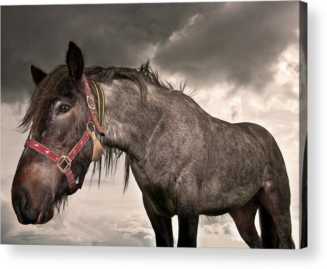 Horse Acrylic Print featuring the photograph Mare by Lauren Metcalfe