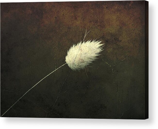 Plant Acrylic Print featuring the photograph Melancholy by Zina Heg