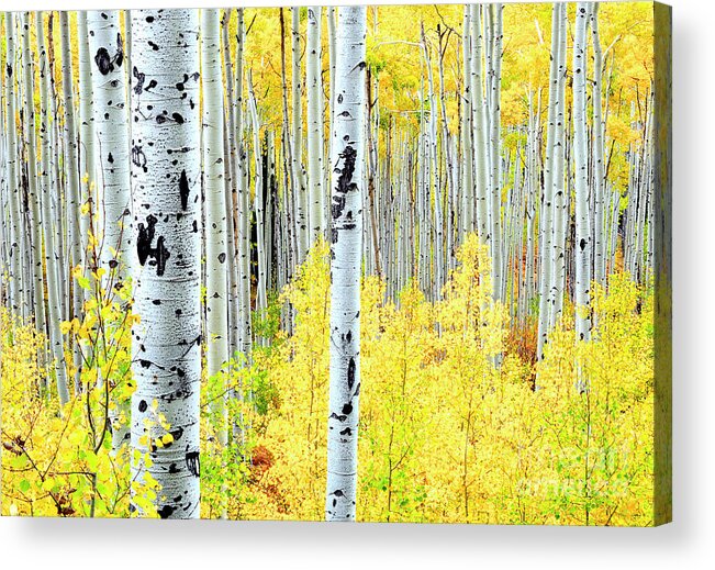 Aspen Trees Acrylic Print featuring the photograph Miles of Gold by The Forests Edge Photography - Diane Sandoval