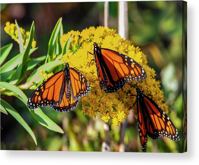 Butterflies Acrylic Print featuring the photograph Monarch Trio by Cathy Kovarik