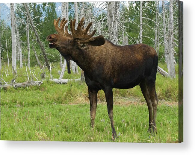 Dewlap Acrylic Print featuring the photograph Moose In Alaska by Leezsnow