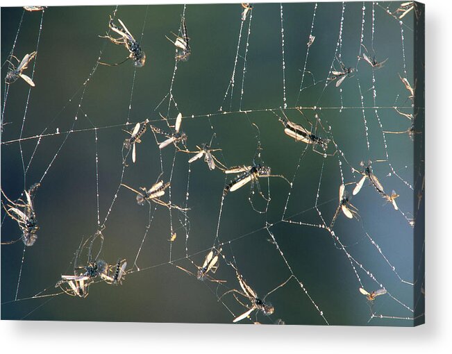 Animal Acrylic Print featuring the photograph Mosquitos In Spider Web by Michael Lustbader