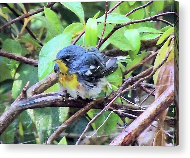 Birds Acrylic Print featuring the photograph Northern Parula by Karen Stansberry