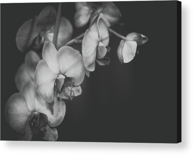 Orchid Acrylic Print featuring the photograph Orchid in Black and White by Lori Rowland