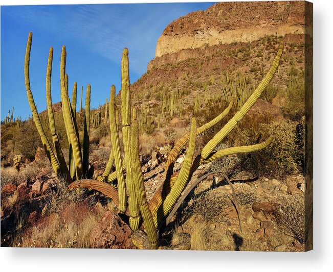 00557655 Acrylic Print featuring the photograph Organ Pipe Cactus, Ajo Mts, Organ Pipe Cactus Nm, Arizona by Tim Fitzharris