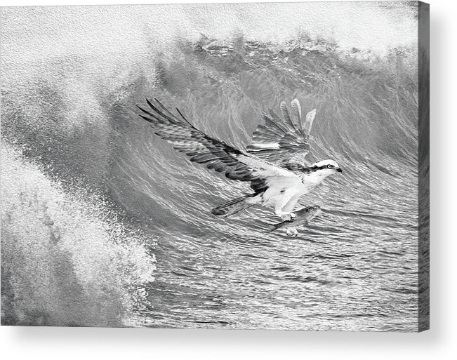 Osprey Acrylic Print featuring the photograph Osprey The Catch BW by Laura D Young