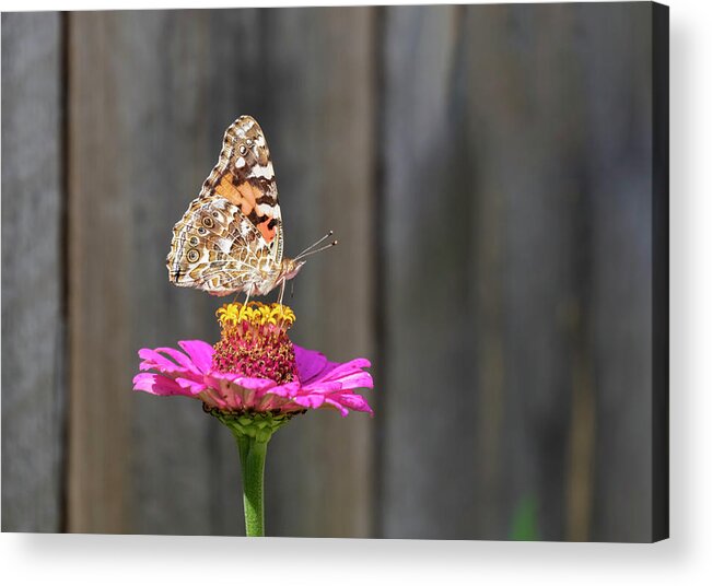 Painted Lady Acrylic Print featuring the photograph Painted Lady 2018-2 by Thomas Young
