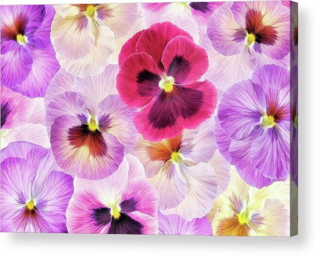 Pansy Passion I Acrylic Print featuring the photograph Pansy Passion I by Cora Niele