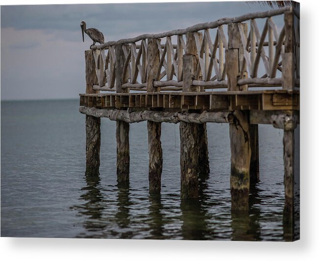 Pelican Acrylic Print featuring the photograph Pelican, Cancun, Mexico by Julieta Belmont