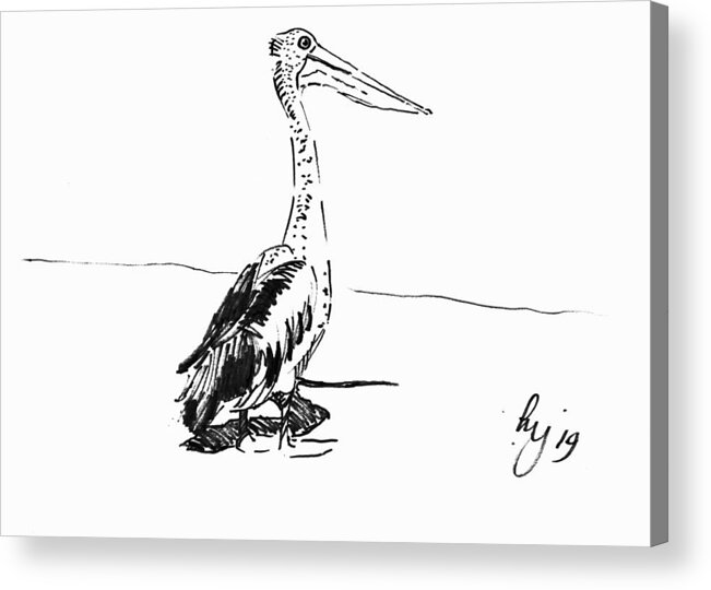Pelican Acrylic Print featuring the drawing Pelican drawing by Mike Jory