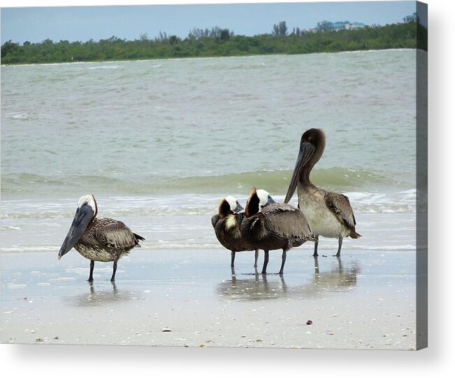 Birds Acrylic Print featuring the photograph Pelican Family by Karen Stansberry