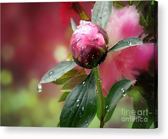 Refractions Acrylic Print featuring the mixed media Peony Bud and Refractions by Morag Bates