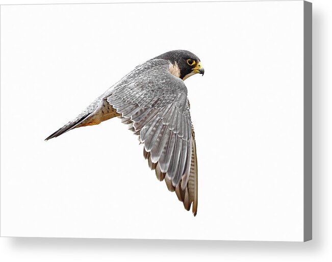 Animal Themes Acrylic Print featuring the photograph Peregrine Falcon Bird by Bmse