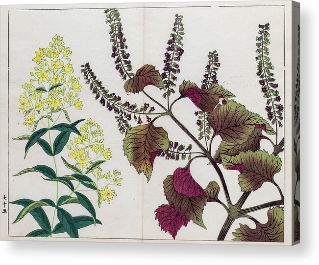 Art Acrylic Print featuring the digital art Perilla Plant Japanese Woodblock Print by Mashuk