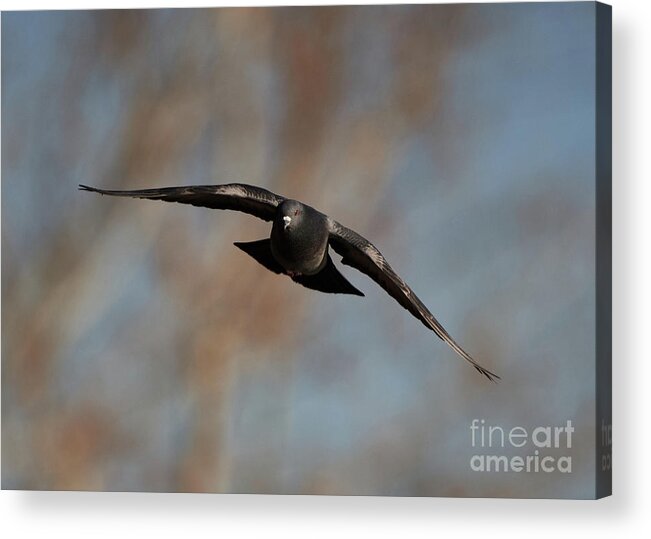 Pigeon Acrylic Print featuring the photograph Pigeon Inflight by Robert WK Clark
