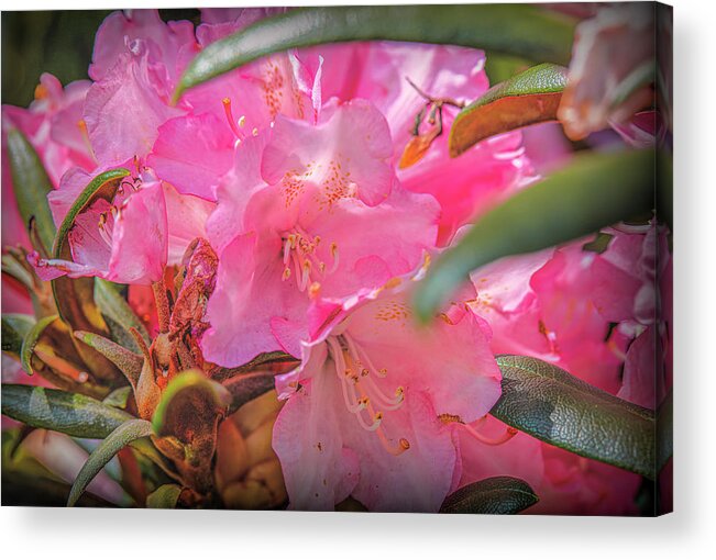 Pink Pink Pink Acrylic Print featuring the photograph Pink Pink Pink #i8 by Leif Sohlman