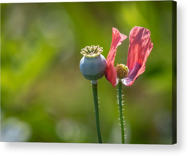 Poppies Acrylic Print featuring the photograph Pleasures Are Like Poppies by Holly Ross