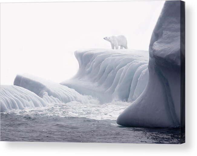 Scenics Acrylic Print featuring the photograph Polar Bear On Iceberg by Grant Faint