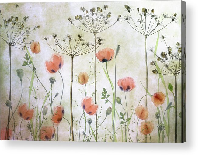 Floral Acrylic Print featuring the photograph Poppy Meadow by Mandy Disher