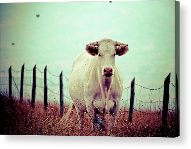 Animal Themes Acrylic Print featuring the photograph Portrait Of Cow And Fence by Tiziana Nanni