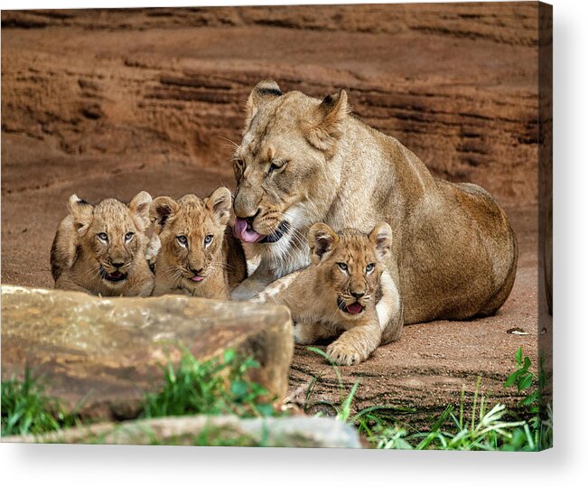 Lions Acrylic Print featuring the photograph Pride of the Pride 6114 by Donald Brown
