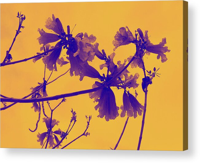 Art Acrylic Print featuring the photograph Purple and Gold by Matt Quest