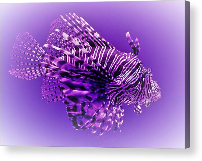 Lion Fish Acrylic Print featuring the photograph Purple Lionfish by Lucie Dumas