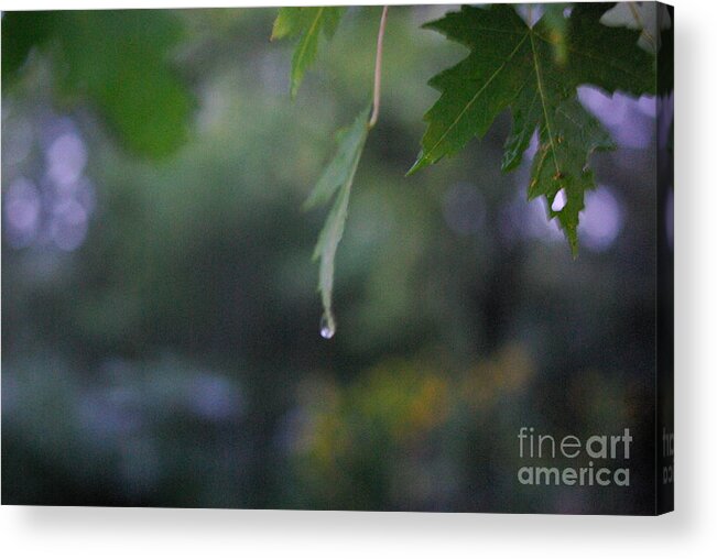 Nature Acrylic Print featuring the photograph Raining by Frank J Casella
