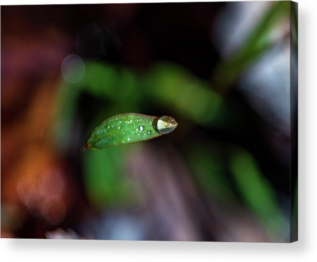 Rain Acrylic Print featuring the photograph Macro Photography - Water Drops #3 by Amelia Pearn