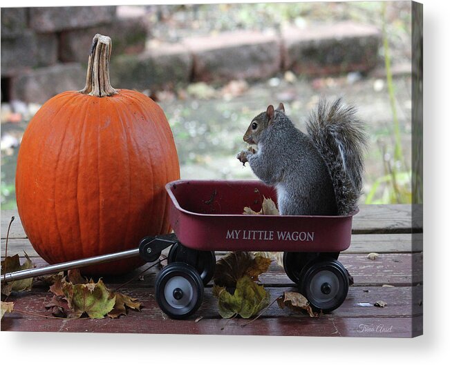 Squirrels Acrylic Print featuring the photograph Ready to Ride My Little Red Wagon by Trina Ansel