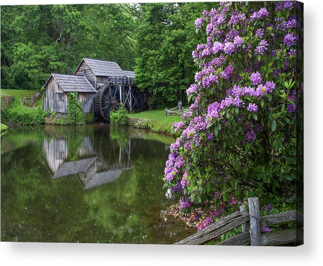 00586262 Acrylic Print featuring the photograph Rhododendron At Mabry Mill, Blue Ridge Parkway, Virginia by Tim Fitzharris