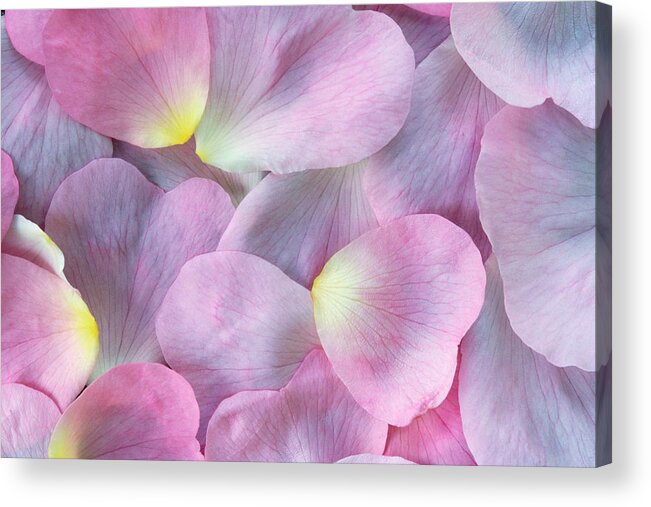 Fragility Acrylic Print featuring the photograph Rose Petals by Martin Ruegner