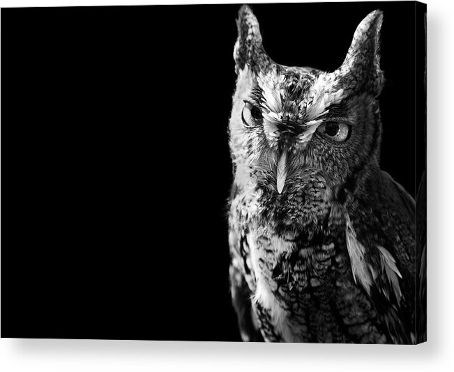 Animal Themes Acrylic Print featuring the photograph Screech Owl by Malcolm Macgregor
