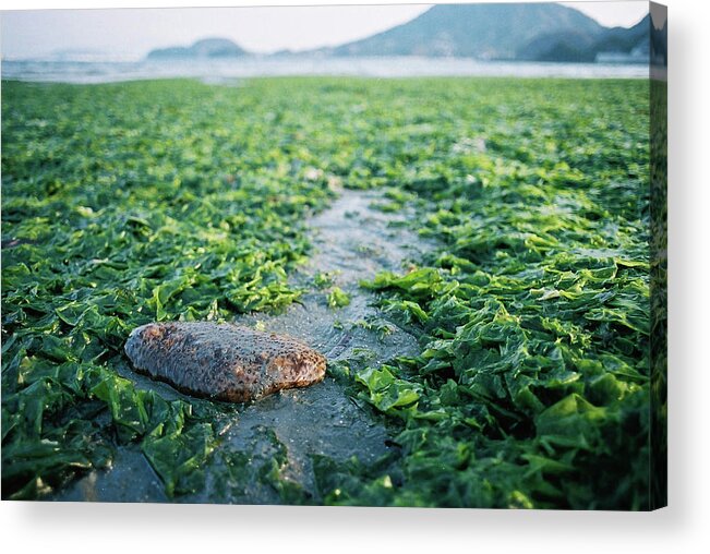Seaweed Acrylic Print featuring the photograph Sea Cucumber by Breeze.kaze