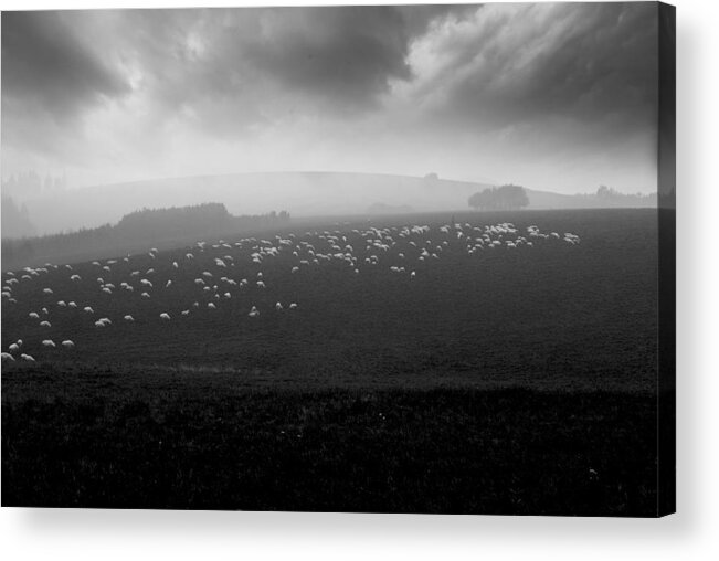 Sheeps Acrylic Print featuring the photograph Sea Of Sheeps by Piotr Wiszniewski