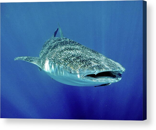 Indonesia Acrylic Print featuring the photograph Shark In Light by Gary A. Lindenbaum
