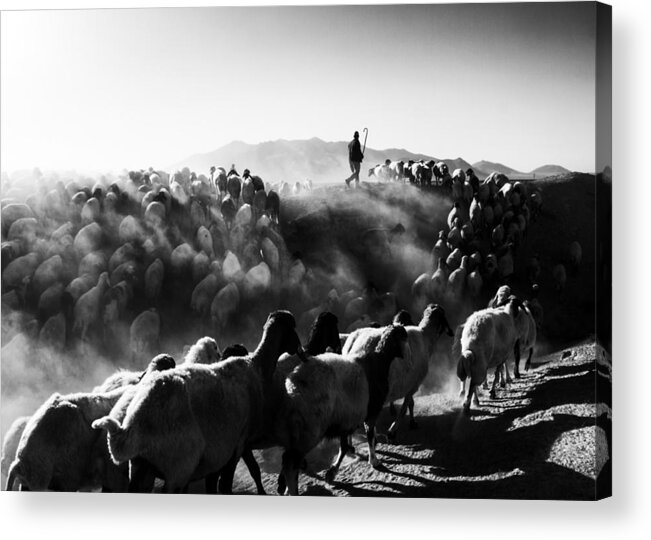 Sheep Acrylic Print featuring the photograph Sheep In Black And White by Feyzullah Tun
